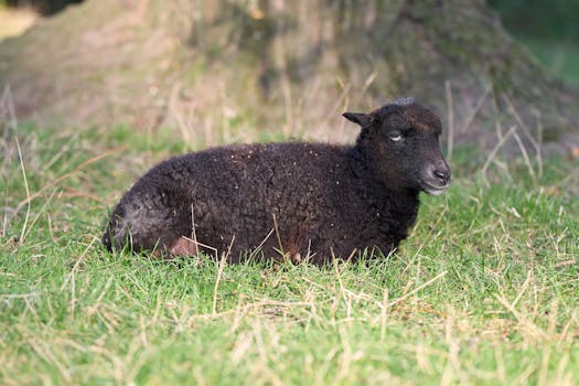Daegwallyeong Sheep Farm